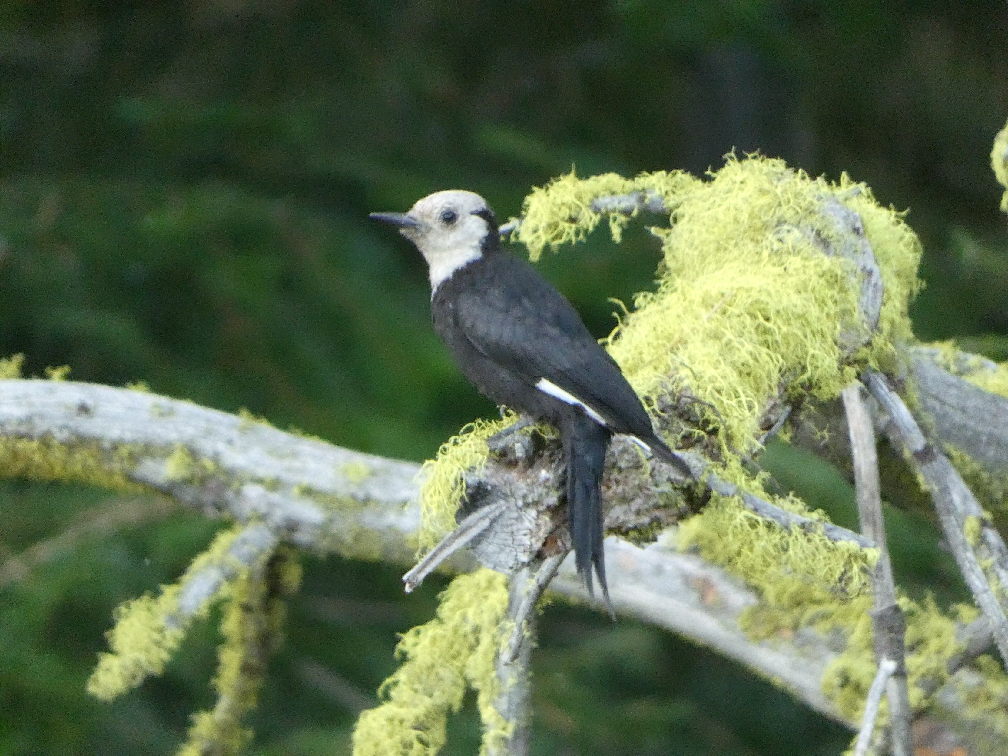 White-headed Woodpecker