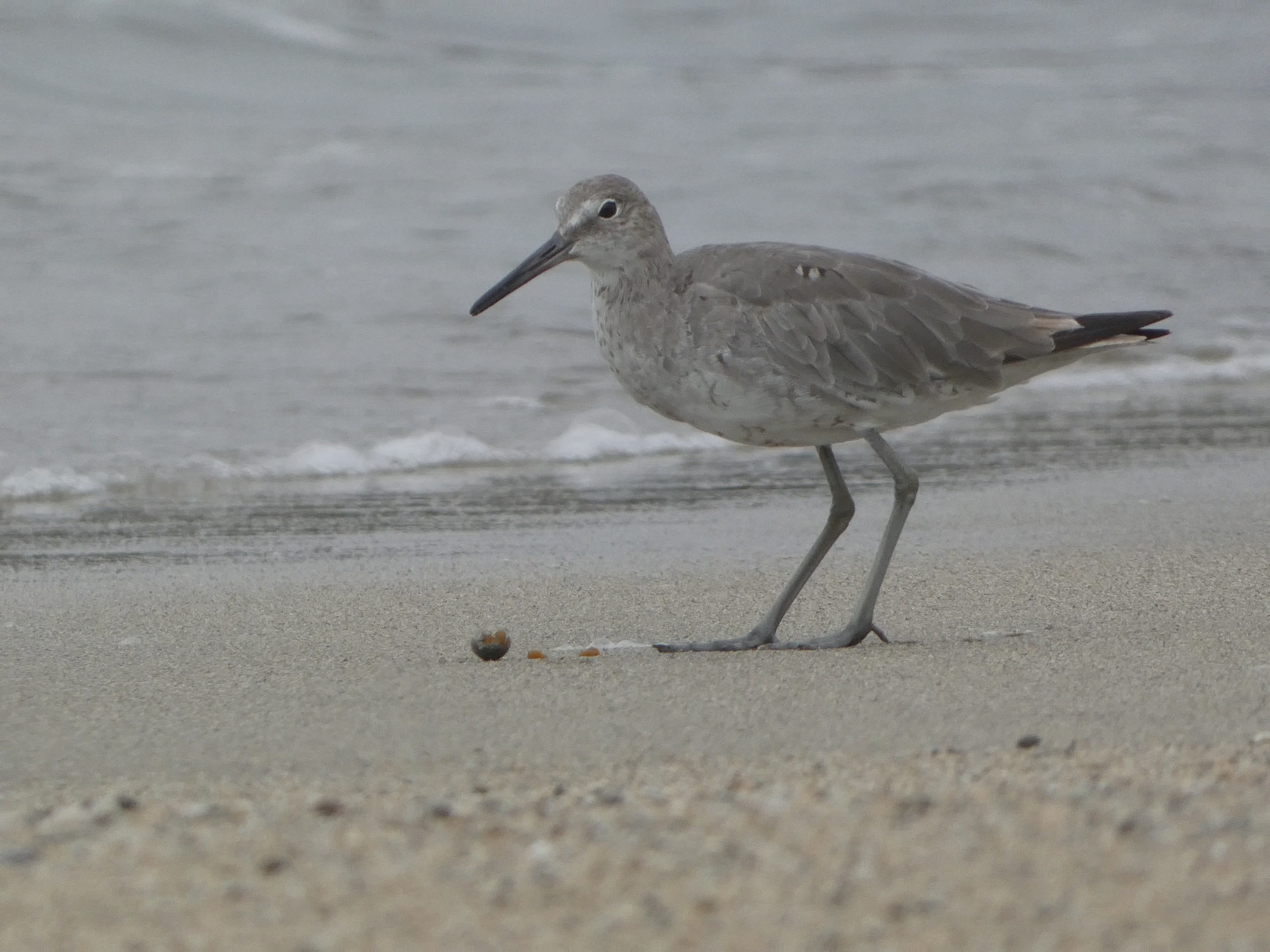 Willet