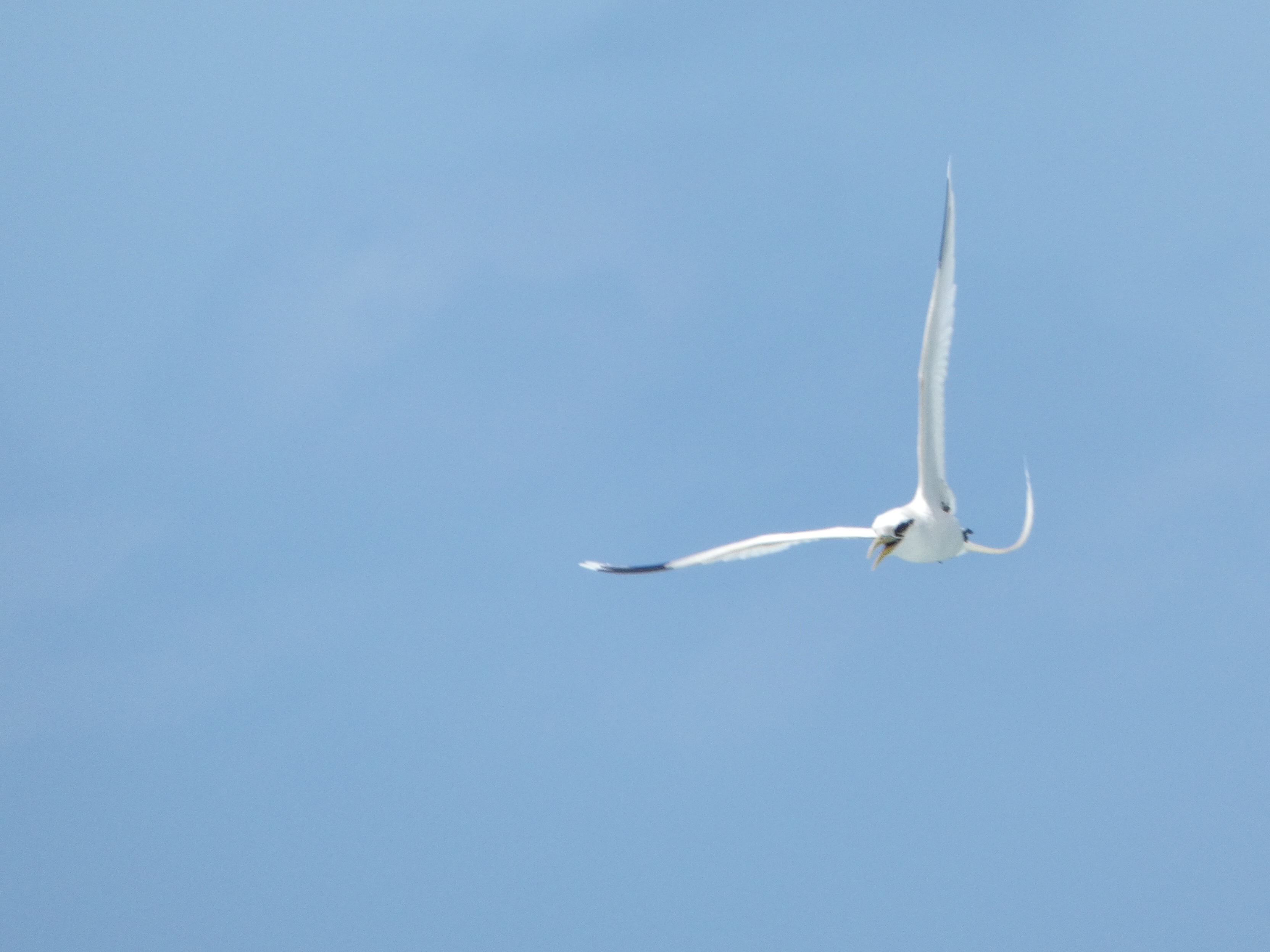 White-tailed Tropicbird