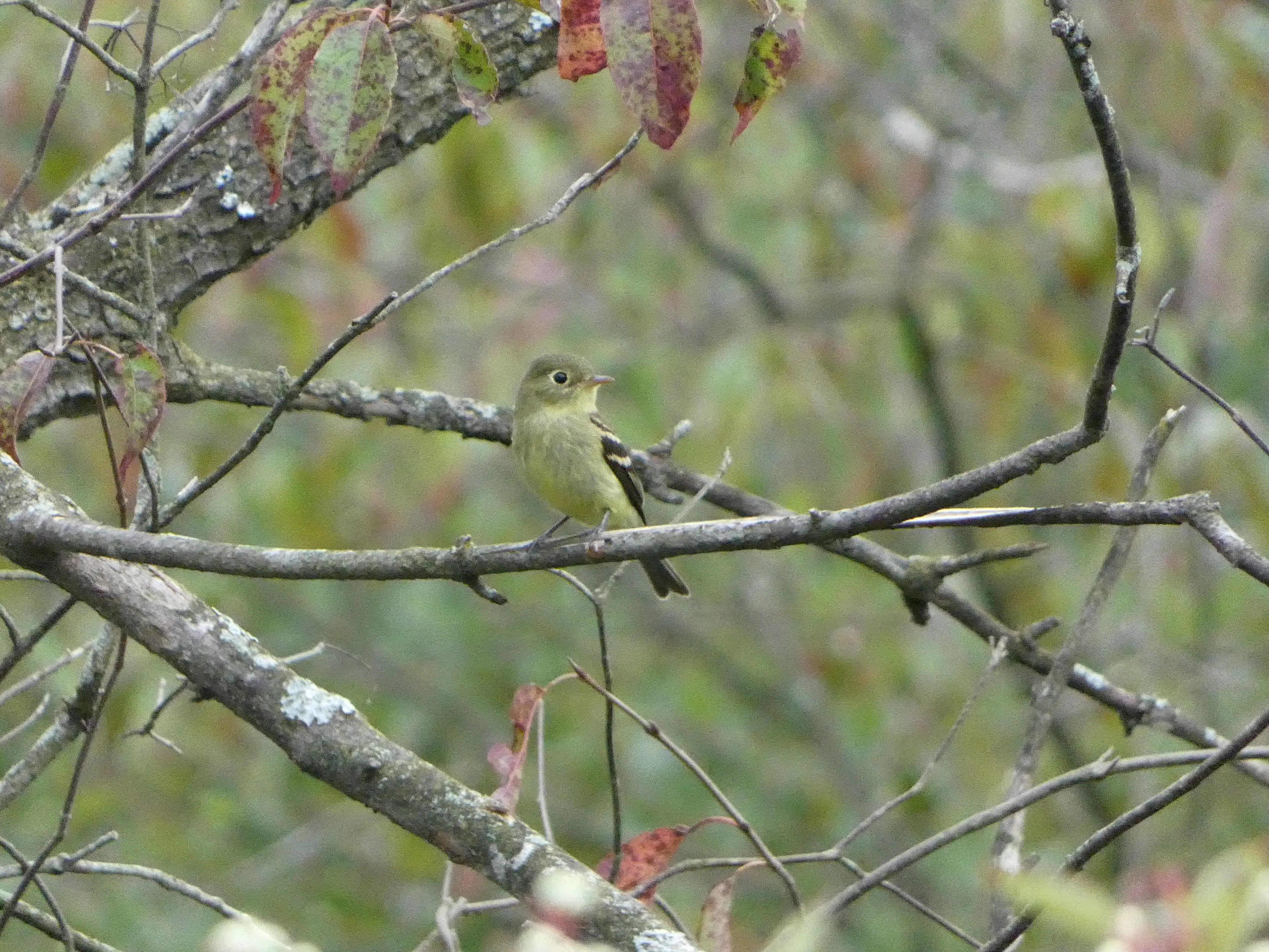 Yellow-bellied Flycatcher