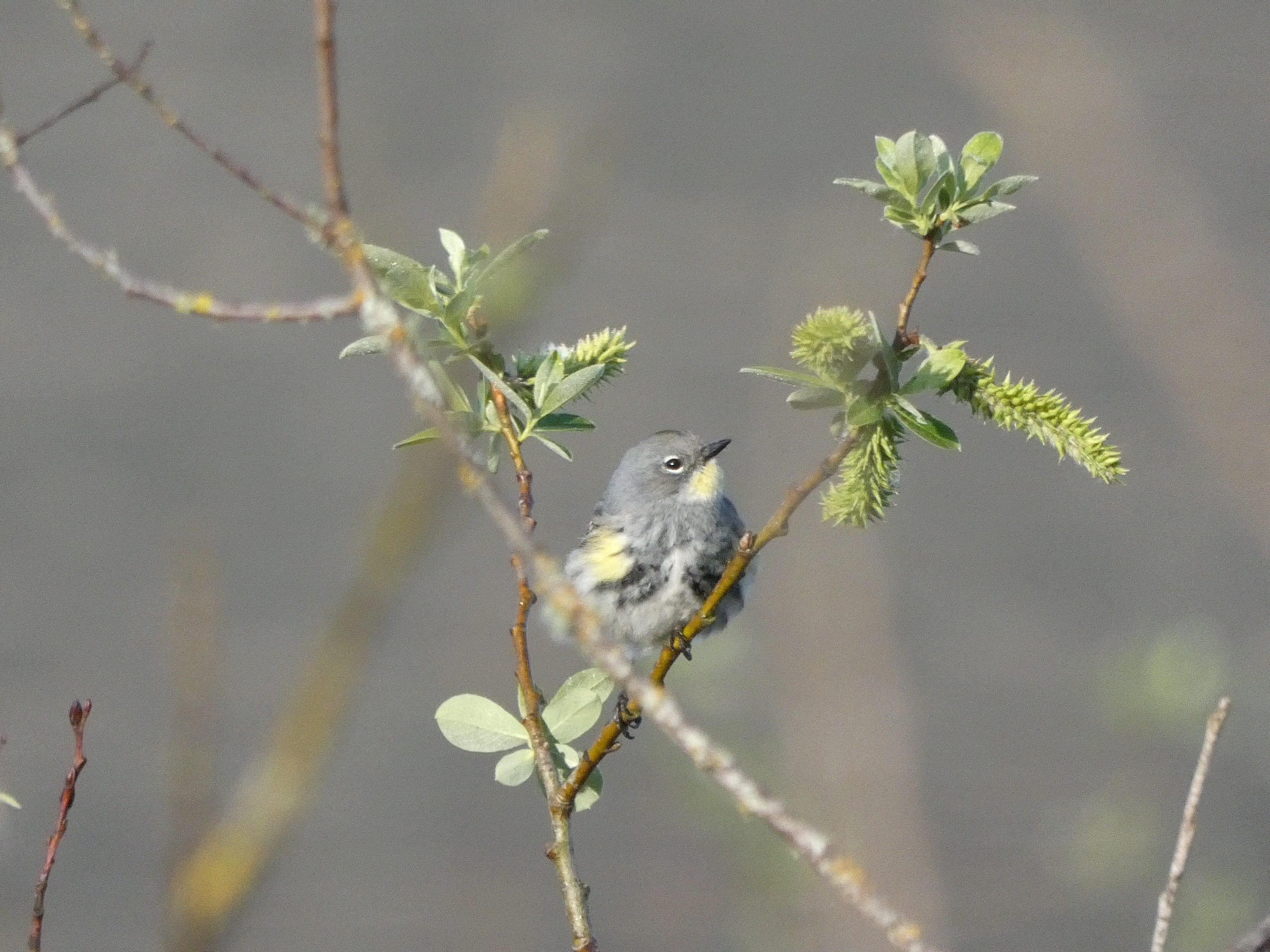Yellow-rumped Warbler